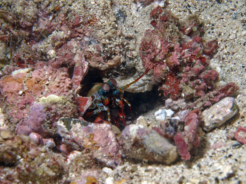 Smashing Mantis Shrimp, St. Christopher
        Wreck